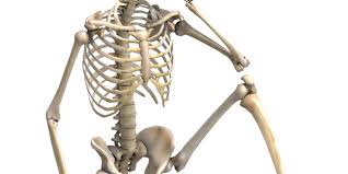 skeleton or spine